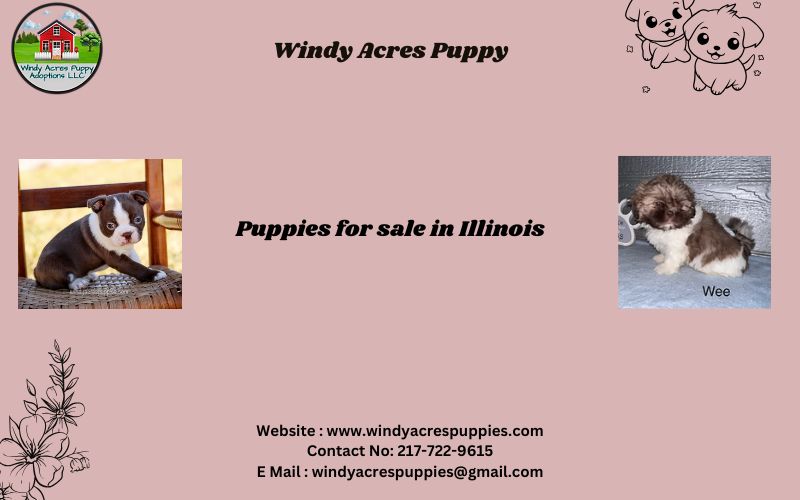 Purebred Puppies For Sale In Illinois